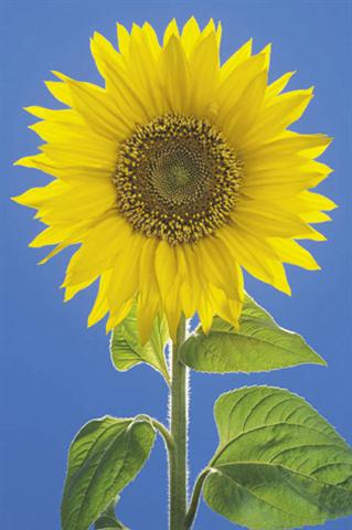 Marcos para cuadros laminas enmarcados, Sunflower